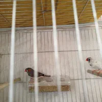 دوجفت فنچ به همراه 5عدد تخم