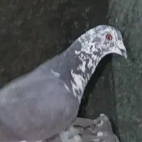 کفتر نر پلاکی مست مست به شرط پرش معاوضه با نر
