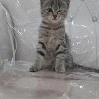 واگذاری گربه