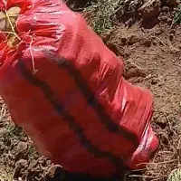 سیب زمینی رنگ دارسانتا