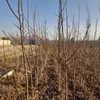 باسلام خدمت باغداران کشاورزان عزیز تعداد ۴۰۰۰گردو|خدمات باغبانی و درختکاری|چناران, |دیوار