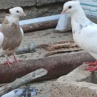 کبوتر طوقی