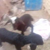 فروش بره شیری|حیوانات مزرعه|سمنان, |دیوار