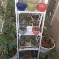 گل کاکتوس و استند