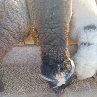 بره درجه یک|حیوانات مزرعه|خورموج, |دیوار