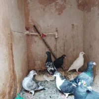 چند تا کبوتر پرشی