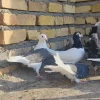 کبوتر پشت دار قهوه ای|پرنده|تاکستان, |دیوار