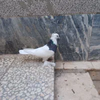 کبوتر طوقی|پرنده|قم, صادقی|دیوار