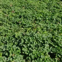 توت فرنگی|خدمات باغبانی و درختکاری|امامزاده عبدالله, |دیوار