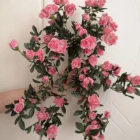 گل رز مینیاتوری خارجی