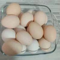 تخم مرغ اردک