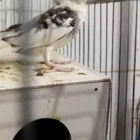 عروس هلندی به همراه جوجه|پرنده|بافت, |دیوار