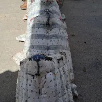 پالان خر،اسب