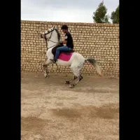 فروش اسب اصیل نژاد کرد معاوضه با موتور