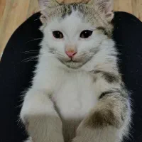 واگذاری گربه DSH