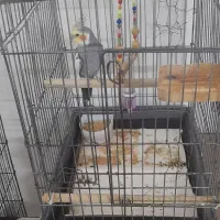 عروس هلندی و قفس