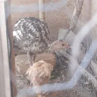 جوجه بوقلمون ۳ الا ۴ ماهه درشت