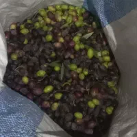 زیتون تازه|خوردنی و آشامیدنی|قم, هنرستان|دیوار
