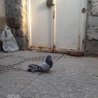 طوقی نر|پرنده|اردبیل, |دیوار