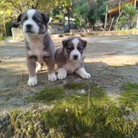 توله سگ هاسکی خالص