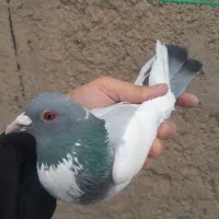۱عدد کبوتر نر توپی آغ گوالا