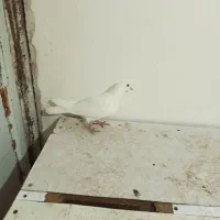 قرمز نشان فیلی و دورح|پرنده|نمین, |دیوار