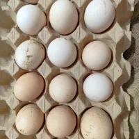 تخم نطفه دار انواع مرغ و خروس بصورت روزانه