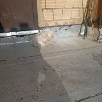 سگ شیتزو|سگ|تبریز, |دیوار