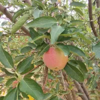 سیب سفید و قرمز درجه یک لوکس کهمان