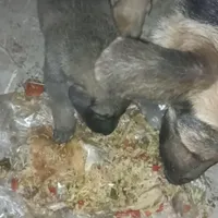واگذار 2قلاده سگ ژرمن|سگ|چناران, |دیوار
