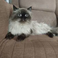 گربه های نر جهت جفت گیری