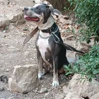 سگ پیتبول|سگ|شیراز, گویم|دیوار