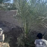 درخت مضافتی