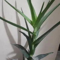 حراج|حراج|پردیس, فاز ۲|دیوار