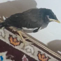مرغ مینا