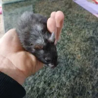 همستر بازیگوش