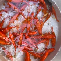 ماهی عید|ماهی|اسفراین, |دیوار