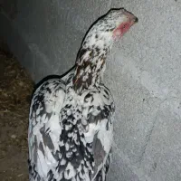 دو جفت خروس لاری|حیوانات مزرعه|رشت, لاکان|دیوار