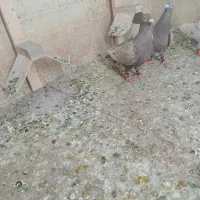کبوتر