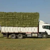 یونجه خشک شده درجه یک