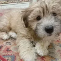 سگ کوچولو بانمک