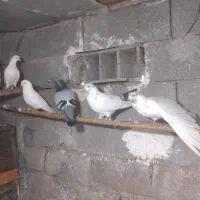 کبوتر پرشی آس|پرنده|رامسر, |دیوار