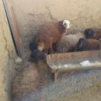 میش|حیوانات مزرعه|زنده رود, |دیوار