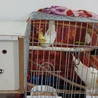 عروس هلندی|پرنده|پرند, فاز ۶|دیوار