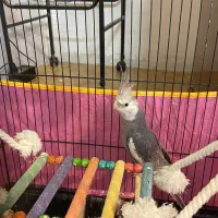 جفت عروس هلندی وایت فیس و قفس و پایه و لوازم