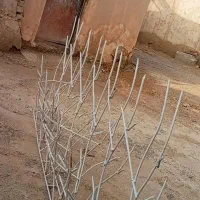 حفاظ و شاخ گوزنی|خدمات پیشه و مهارت|زابل, |دیوار