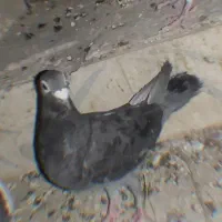 کبوتر،|پرنده|هیرمند, |دیوار