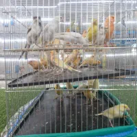 قناری|پرنده|قشم, |دیوار