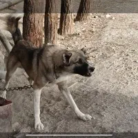 سگ سرابی|سگ|مشهد, وکیلآباد|دیوار