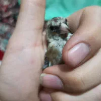 سهره اس عطیقه|پرنده|تهران, مسعودیه|دیوار